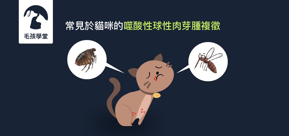 別再被獸醫口中的名詞嚇到了 ! 常見於貓咪的「噬酸性球性肉芽腫複徵」到底是什麼疾病 ?